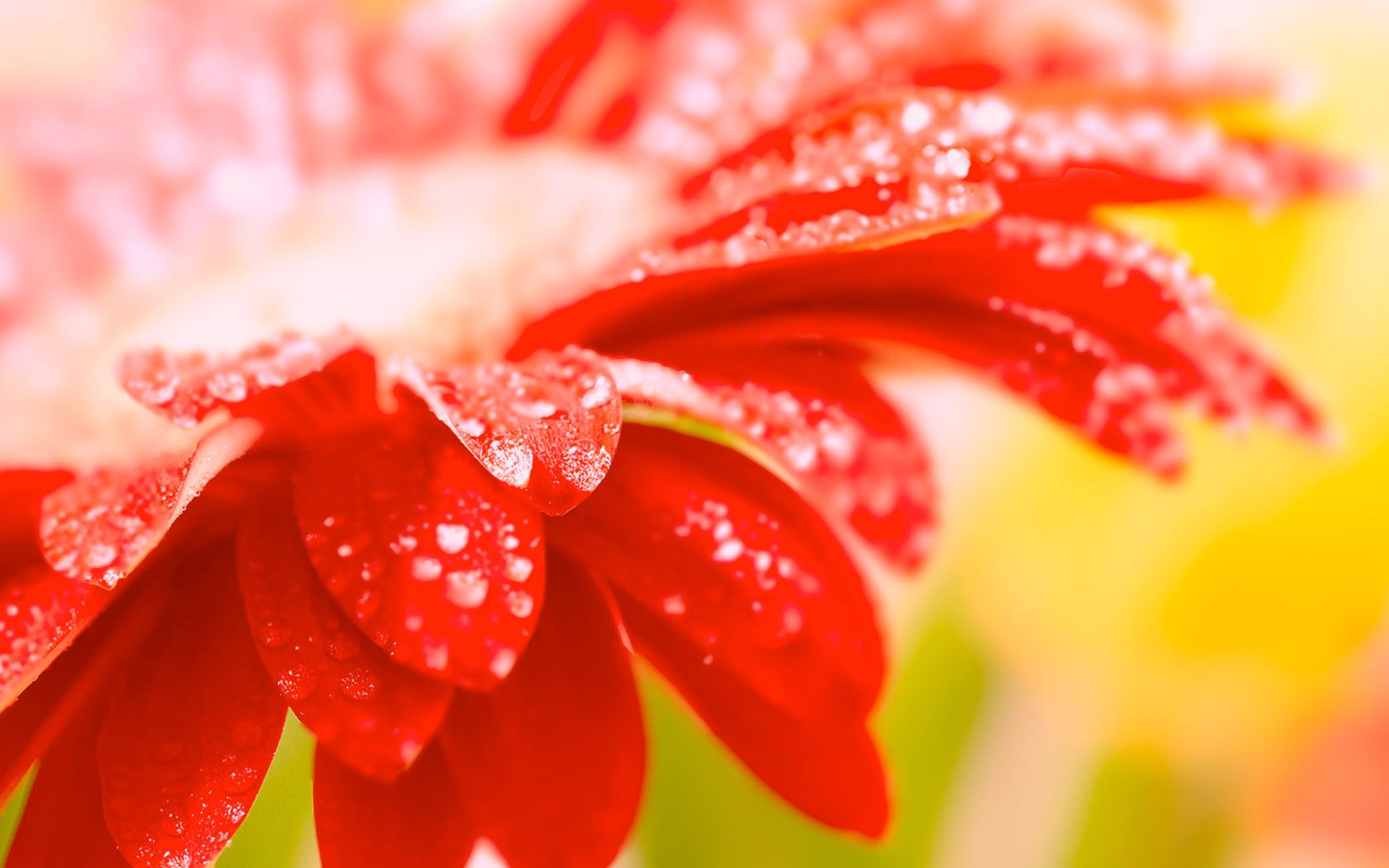 免费下载高清鲜花花卉电脑壁纸