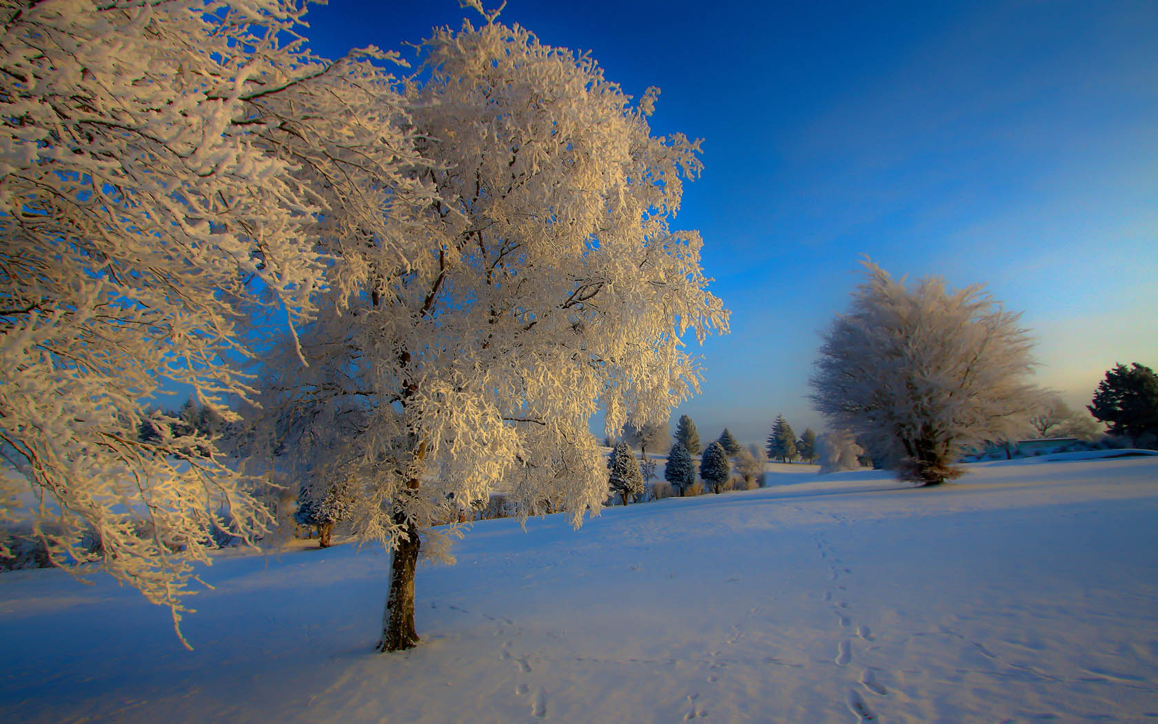 雪后树林美景，免费桌面壁纸下载