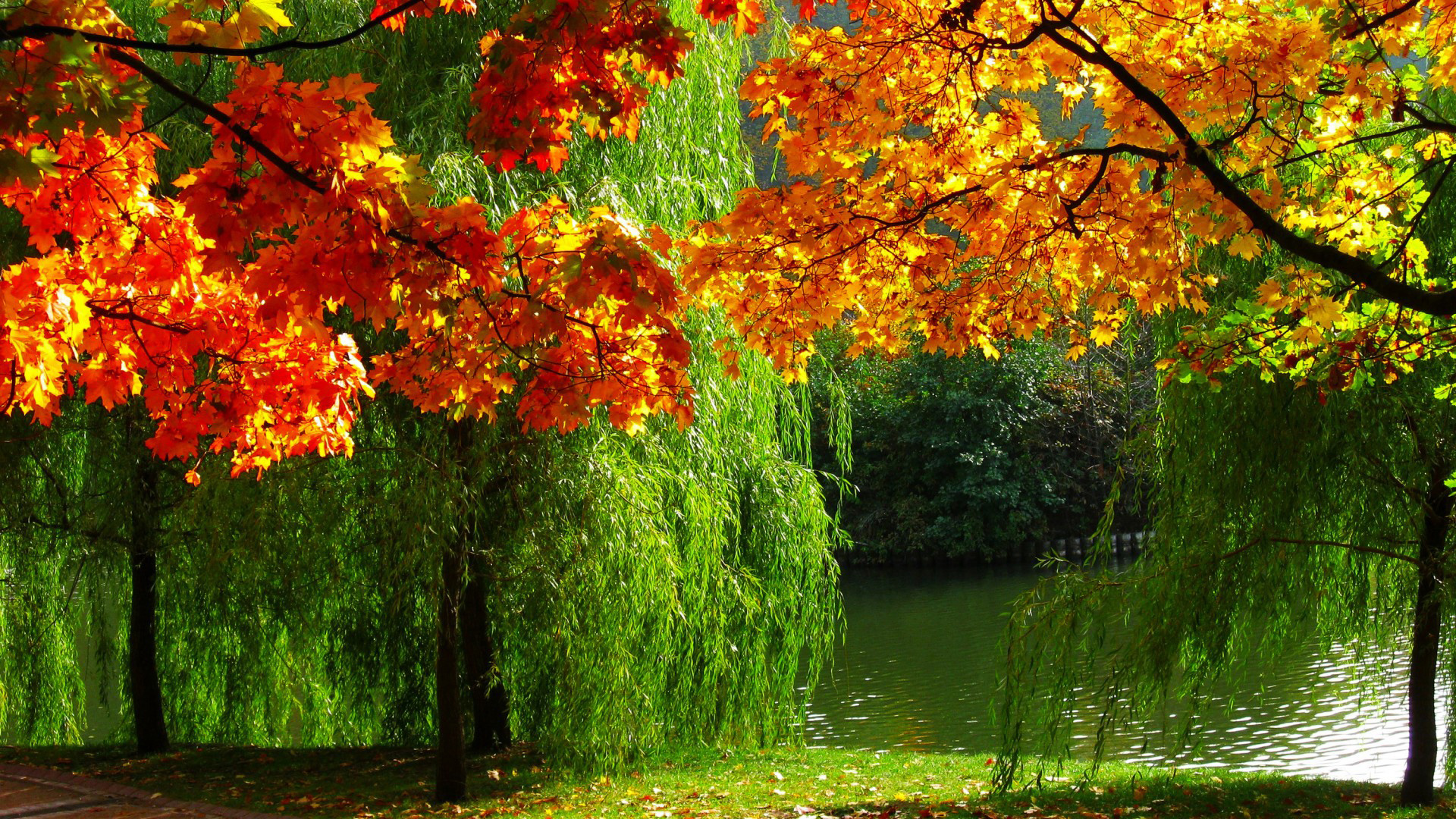 森林秋色，超高清自然风景壁纸，树叶缤纷，河畔美景，免费下载电脑桌面背景