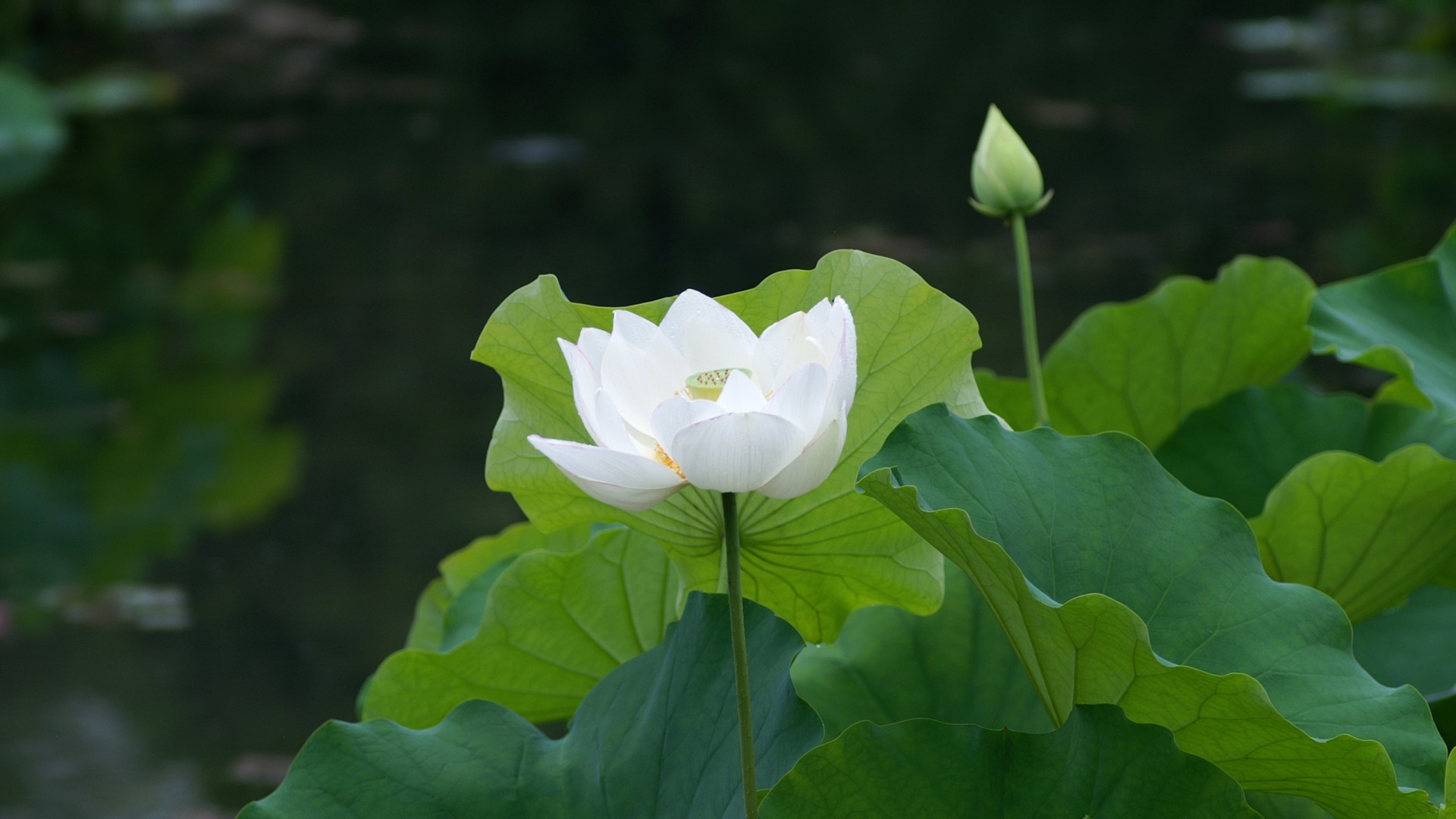 池塘荷花睡莲美景，免费高清白色花卉桌面壁纸下载