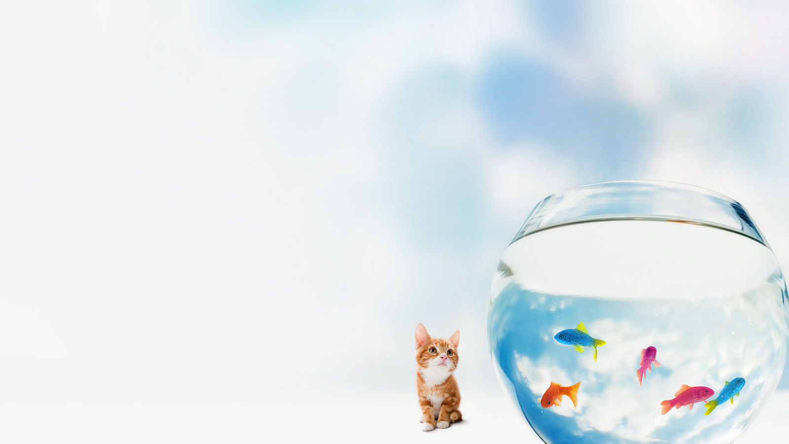 小猫咪与观赏鱼精选壁纸，动物主题免费电脑壁纸下载