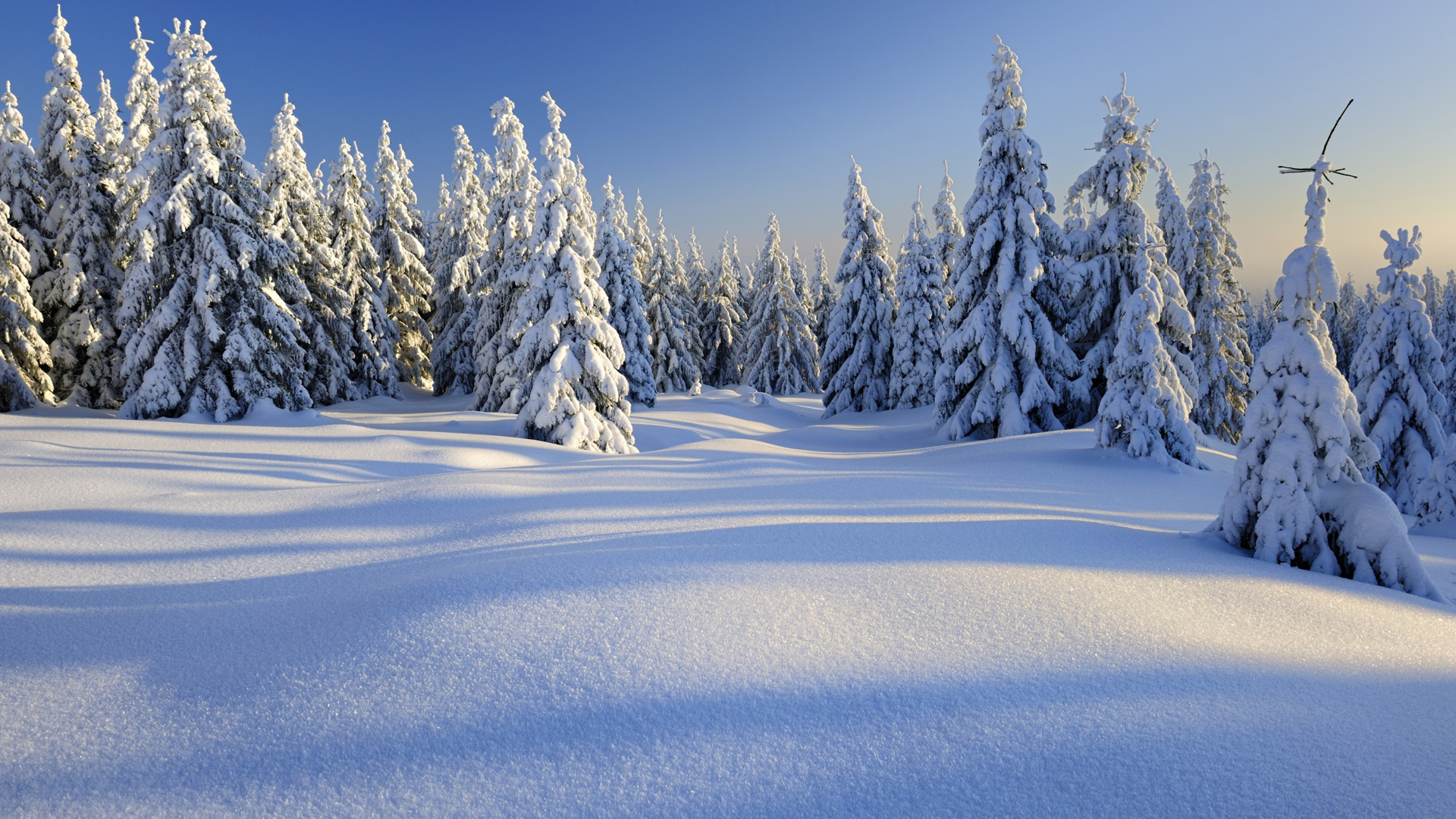 冬季雪景如画，绝美雪地树林风光壁纸，免费下载装点你的电脑桌面