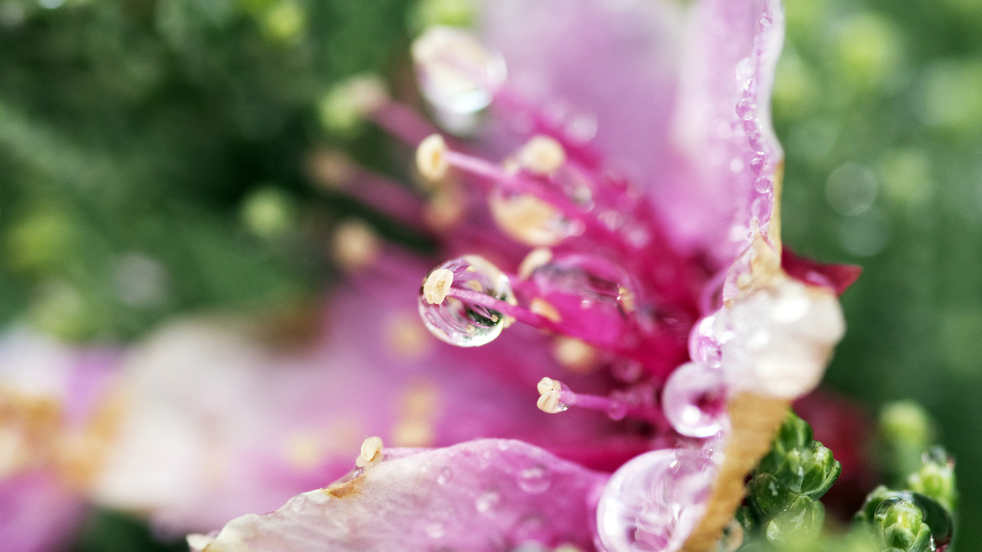 花的眼泪，绝美高清花卉壁纸，免费电脑壁纸下载
