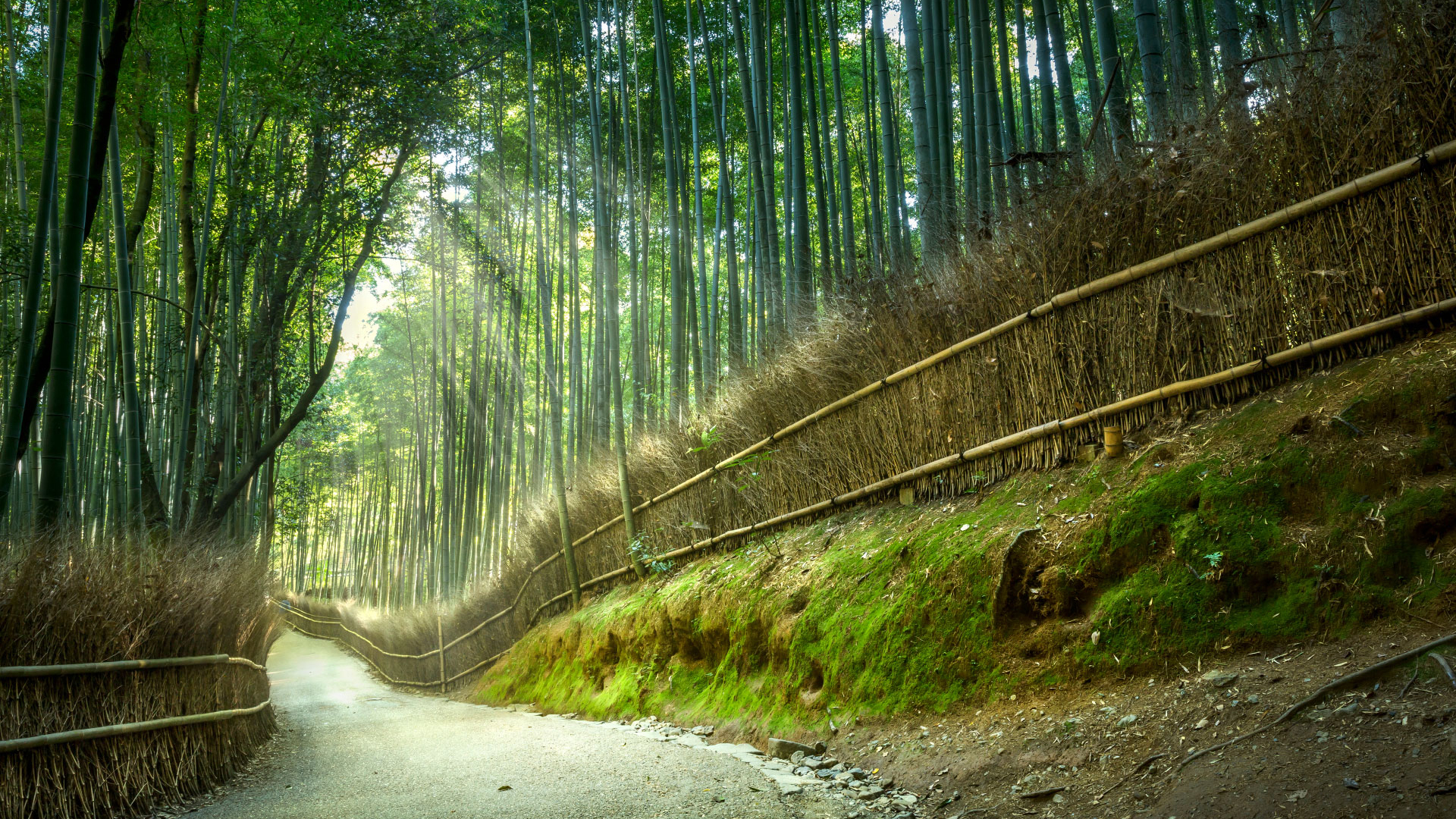 微软主题 竹林小路阳光风景壁纸