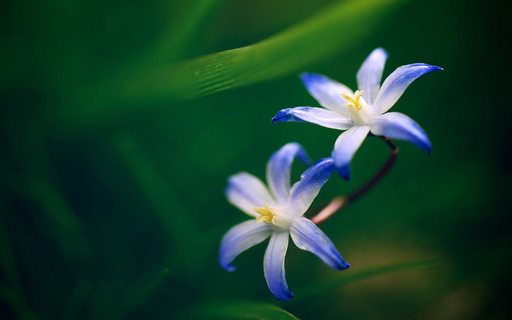 绿色植物鲜花桌面壁纸，高清花卉电脑壁纸免费下载