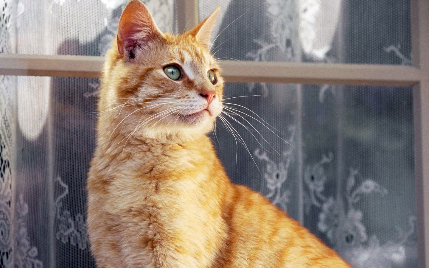 大黄猫萌宠桌面壁纸，免费高清动物电脑壁纸下载