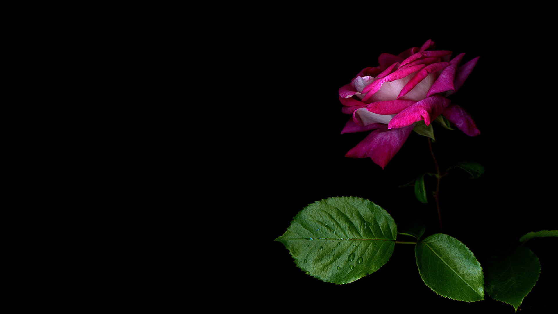 黑色背景图片，玫瑰花瓣，玫瑰花壁纸