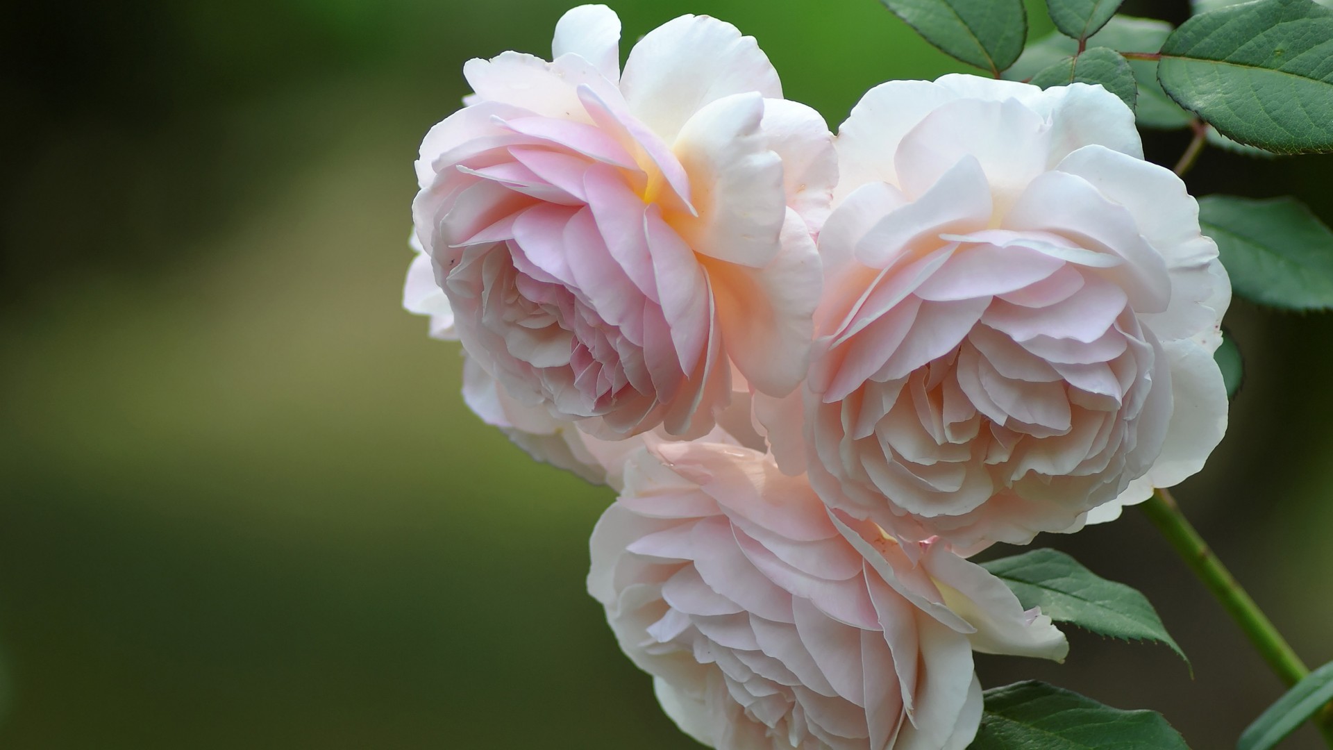 粉色玫瑰花蕾壁纸，清新绿叶，绿色背景，免费下载桌面花卉美图