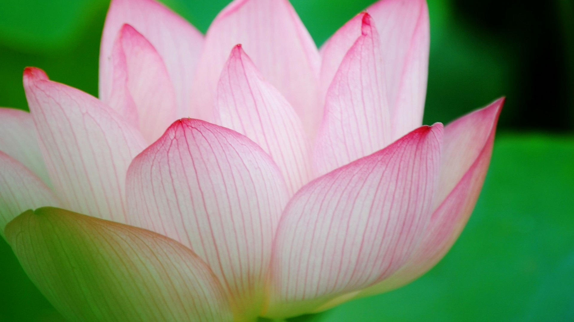 莲花花瓣叶子高清桌面壁纸，免费花卉电脑壁纸下载
