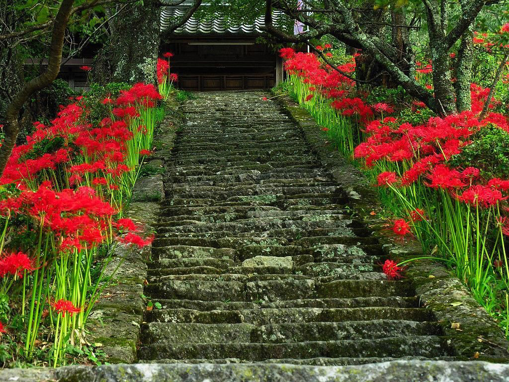 彼岸花唯美风景壁纸，免费电脑桌面下载，一键获取！