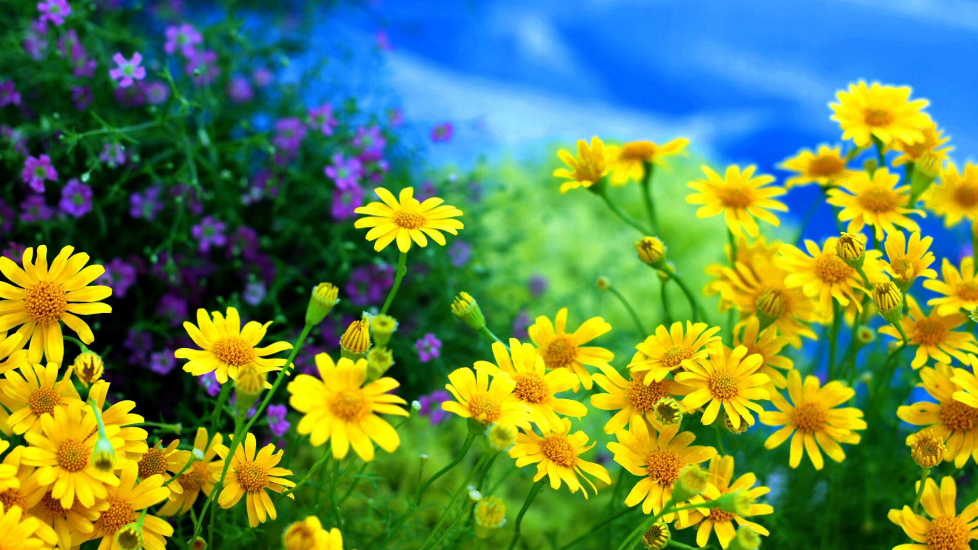 黄色雏菊花海花场美景，免费高清桌面壁纸下载