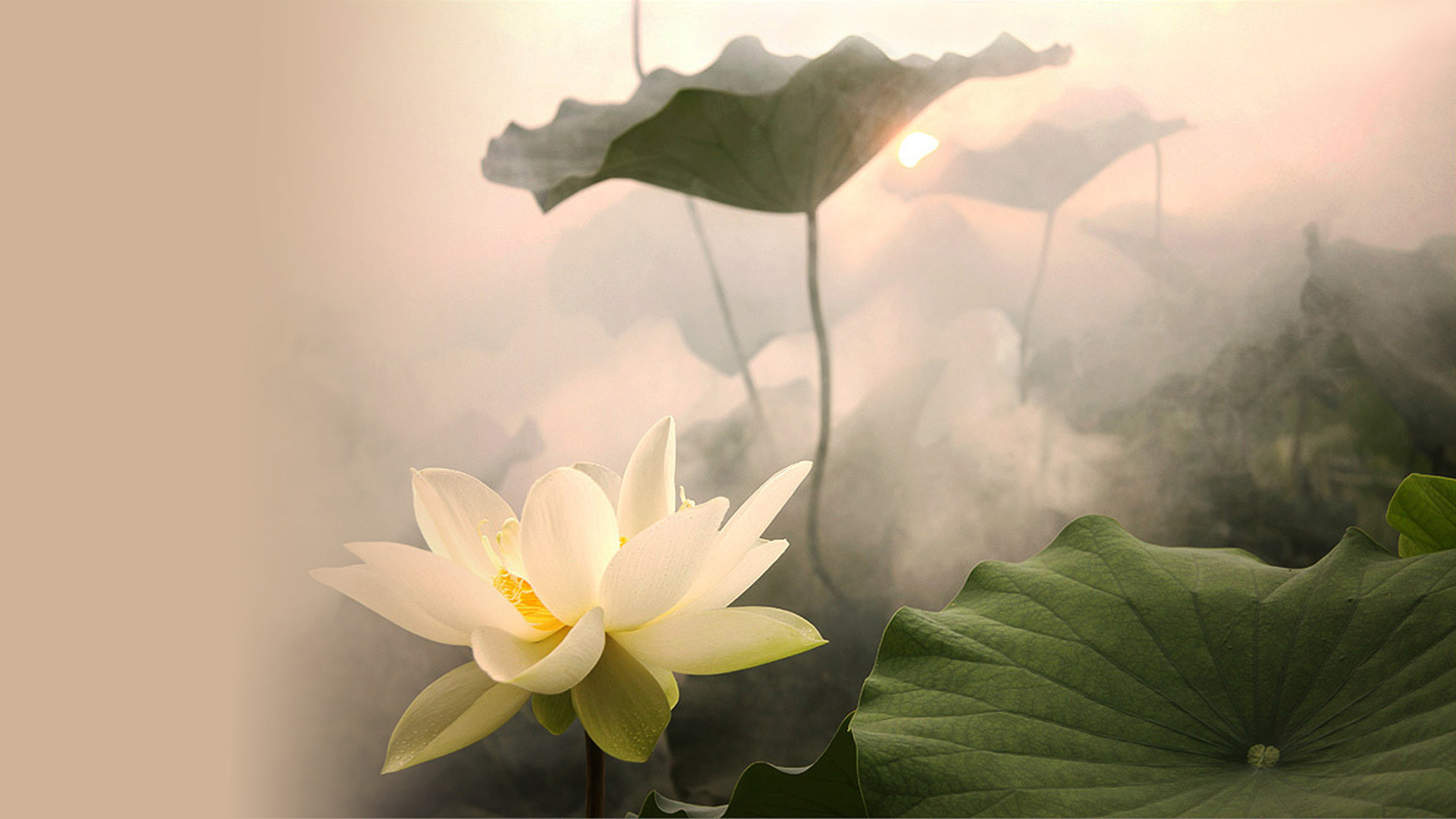 夏荷桌面壁纸，精选花卉主题，免费下载电脑壁纸