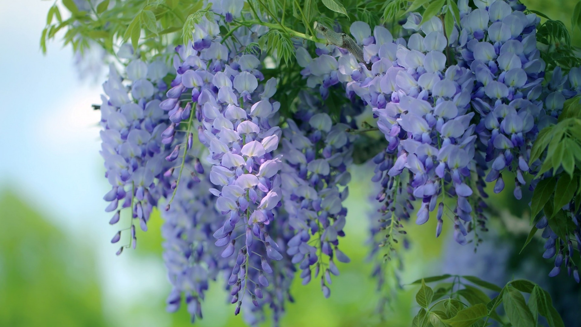 花，紫藤花图片，护眼，紫藤花壁纸