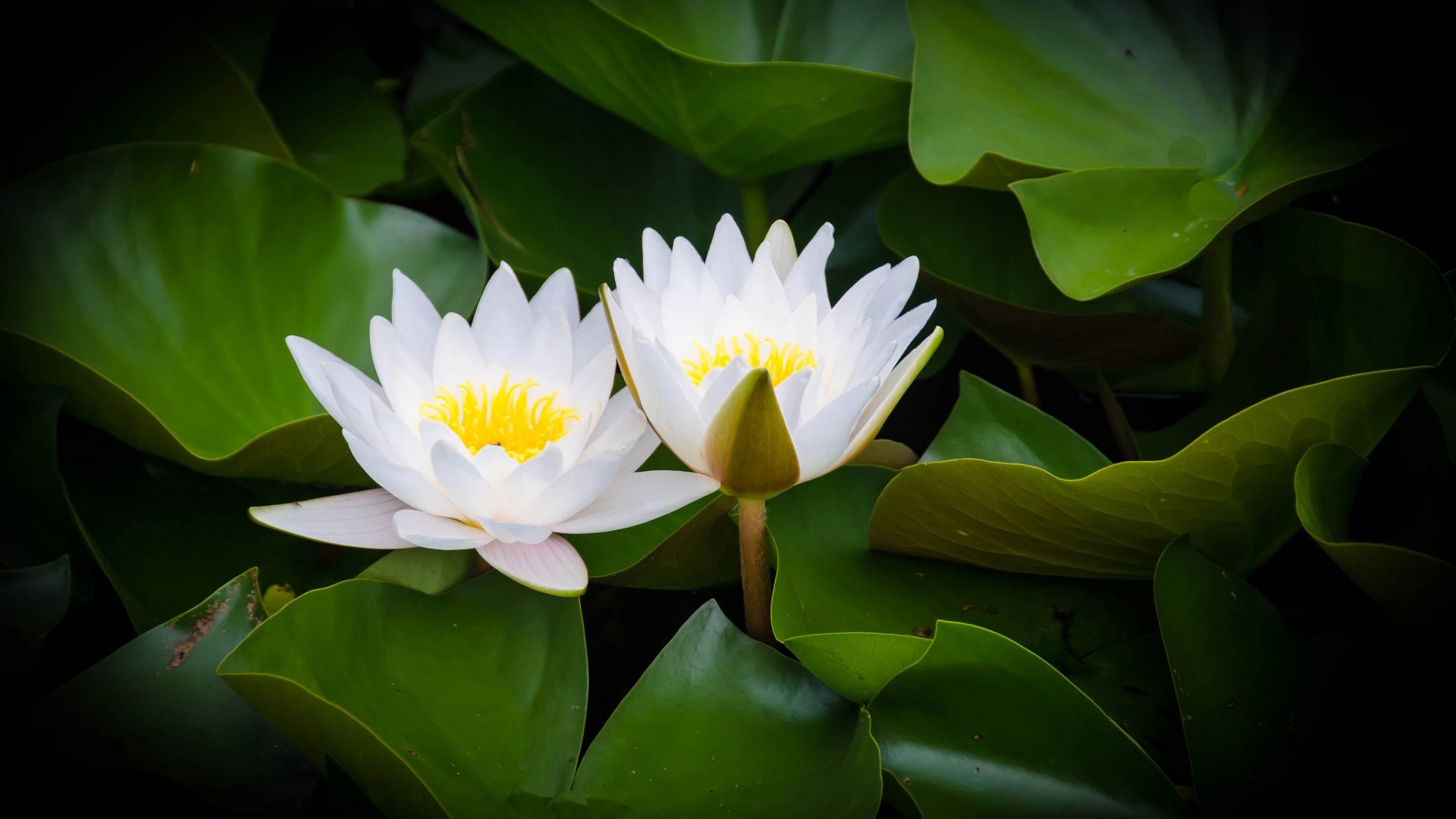 水，叶子，睡莲，绽放，睡莲桌面壁纸