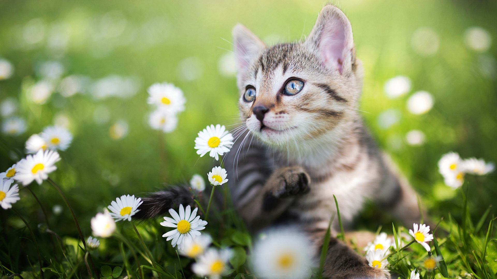 夏日绿意，清新雏菊与俏皮小猫，免费电脑壁纸下载