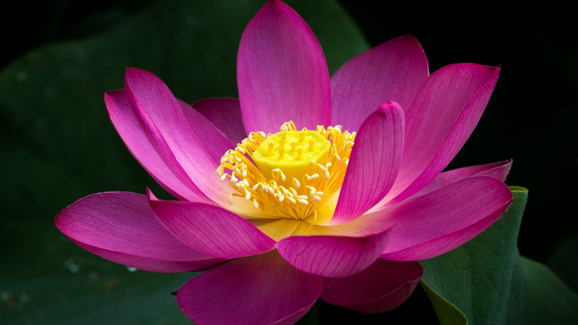 莲花粉红花塘壁纸，精选花卉电脑壁纸免费下载