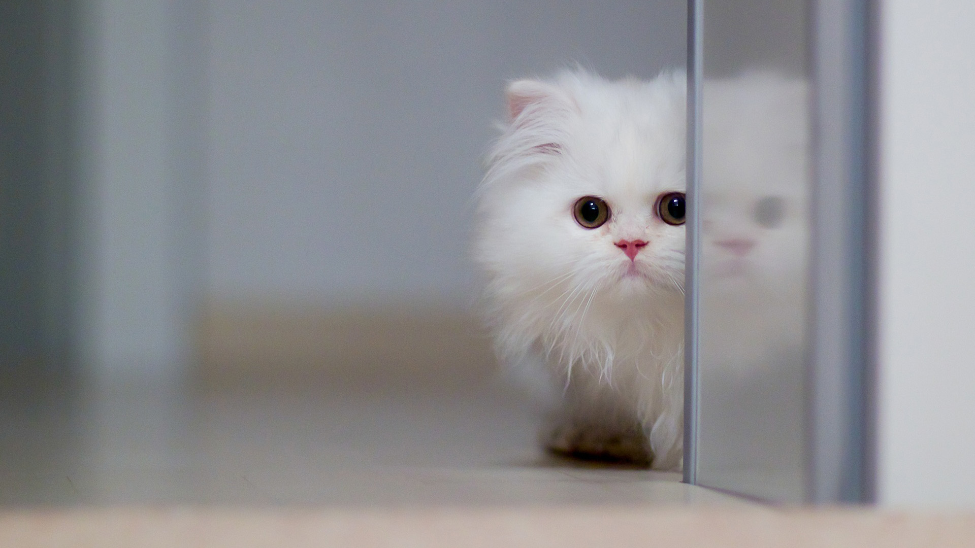 玻璃门与萌猫共舞，精选白色猫咪壁纸，免费电脑桌面美化素材下载