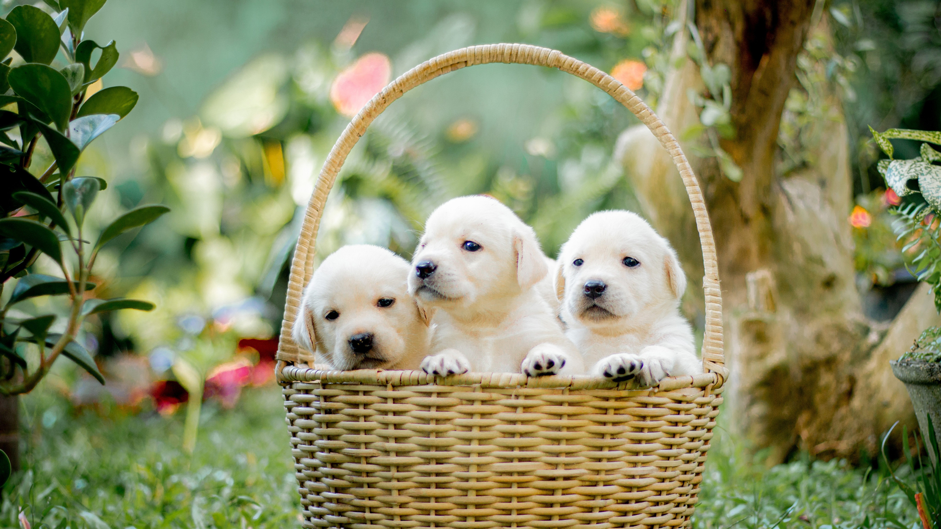 拉布拉多犬壁纸精选，三只可爱篮子主题，免费电脑壁纸下载