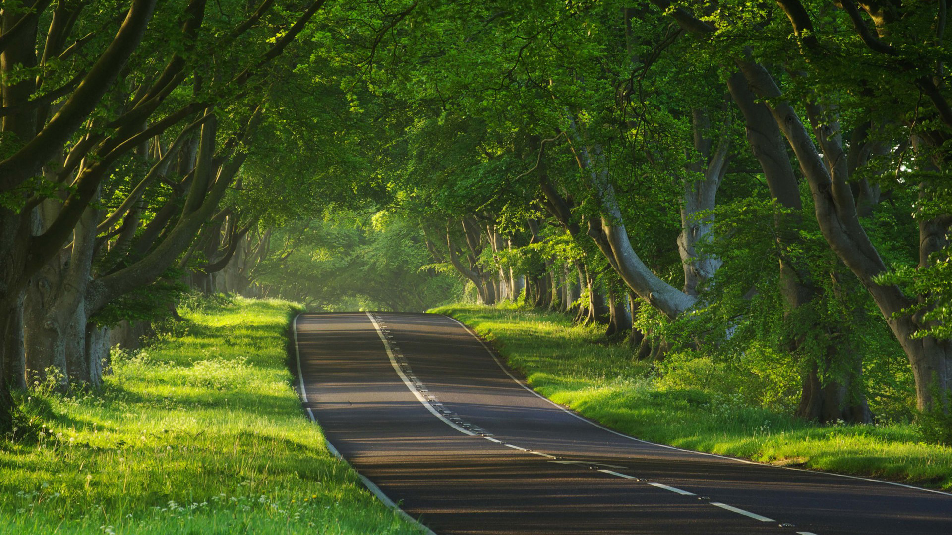 自然公路风光，免费下载道路与树林风景桌面壁纸