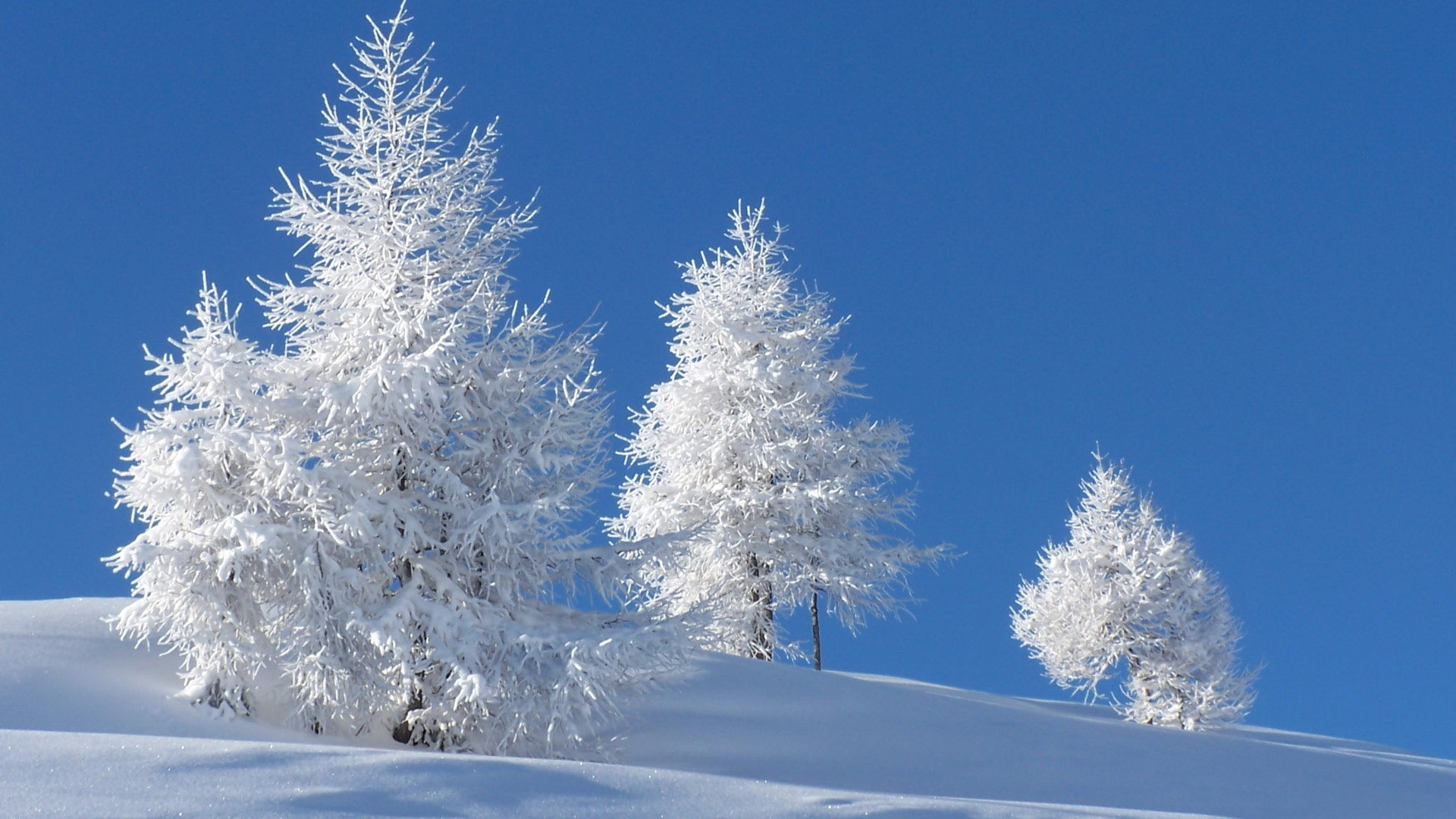 雪中的小树桌面壁纸