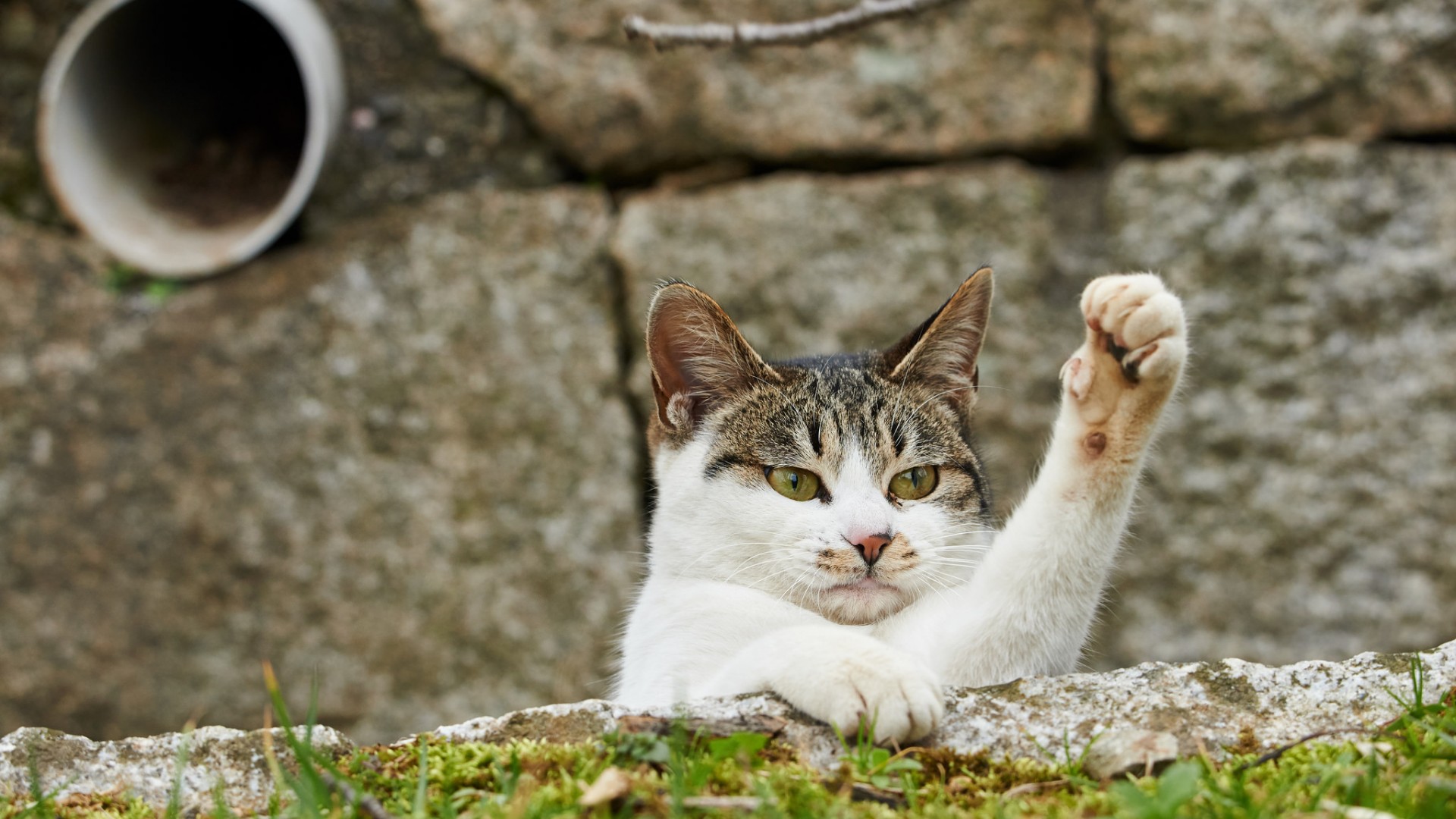 猫，爪子，可爱，手势，猫星人，动物壁纸