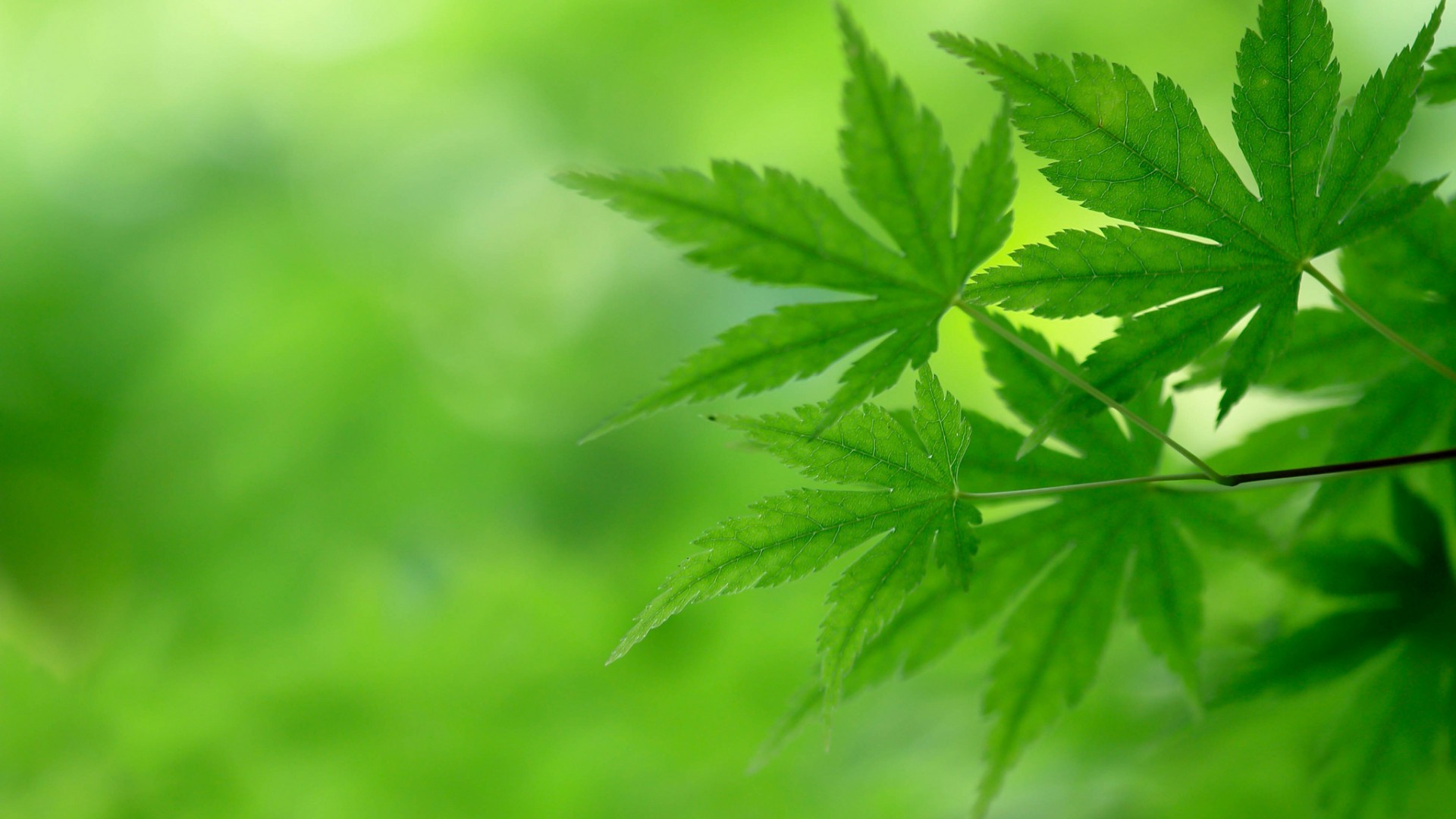 绿色树叶，树枝，树木，自然，护眼，养眼，桌面壁纸
