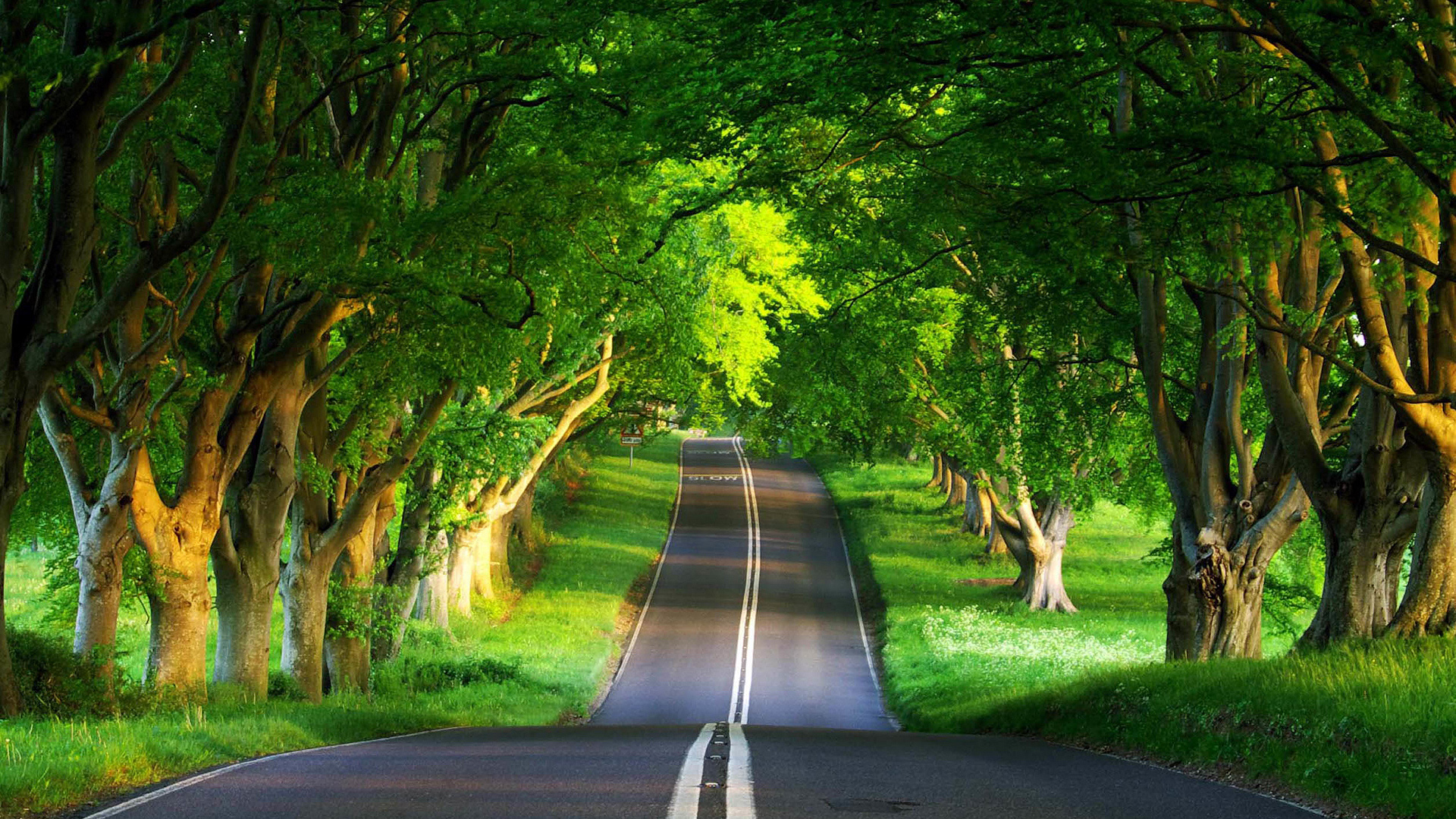 林荫大道夏日风情，高清森林公路绿色壁纸，免费下载装点你的电脑桌面