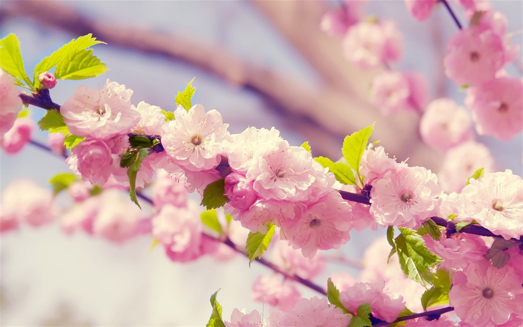 三月桃花盛景图片壁纸，花卉精选，免费电脑壁纸下载