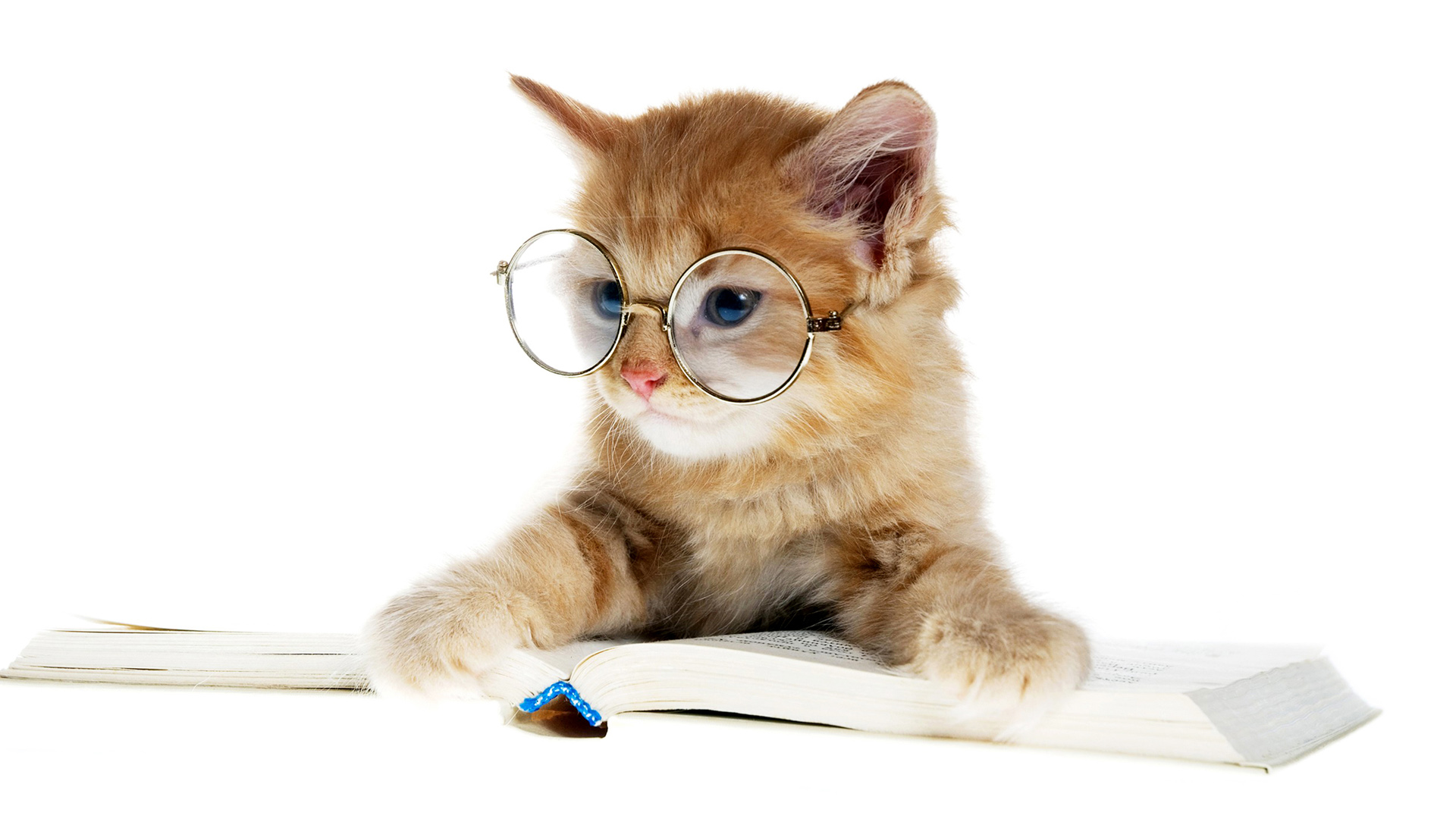 小猫,眼镜,书,爱学习的猫桌面壁纸