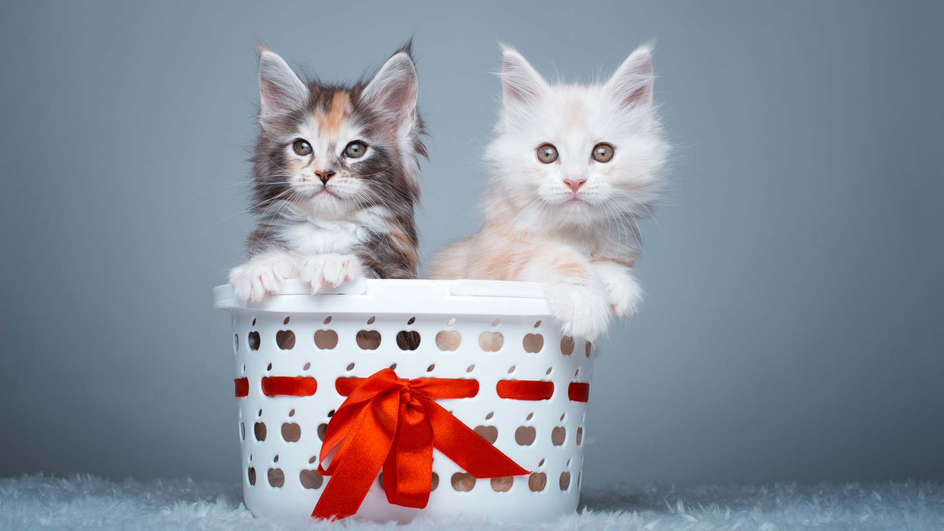 两只萌猫表情秀，篮子相伴，精选可爱小猫壁纸，免费电脑桌面背景下载