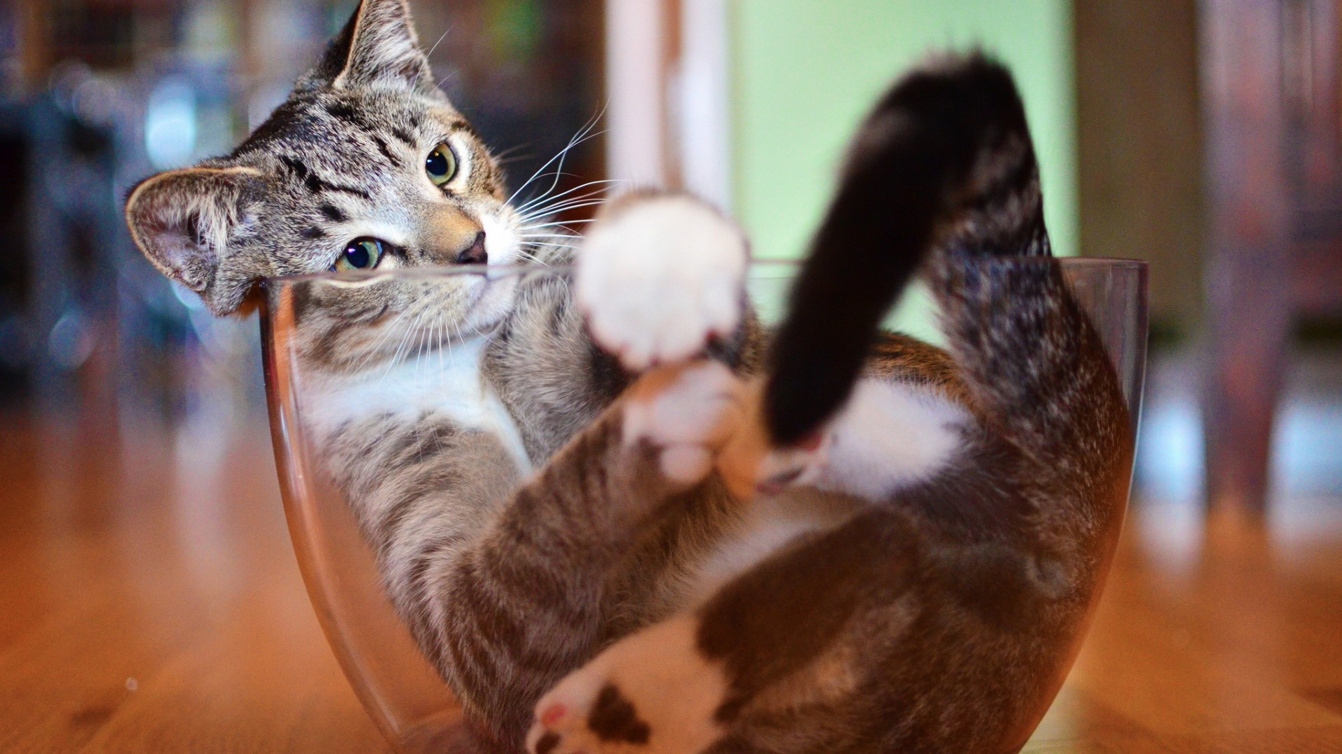 猫之玻璃碗沉思，可爱猫咪桌面壁纸，免费动物电脑壁纸下载