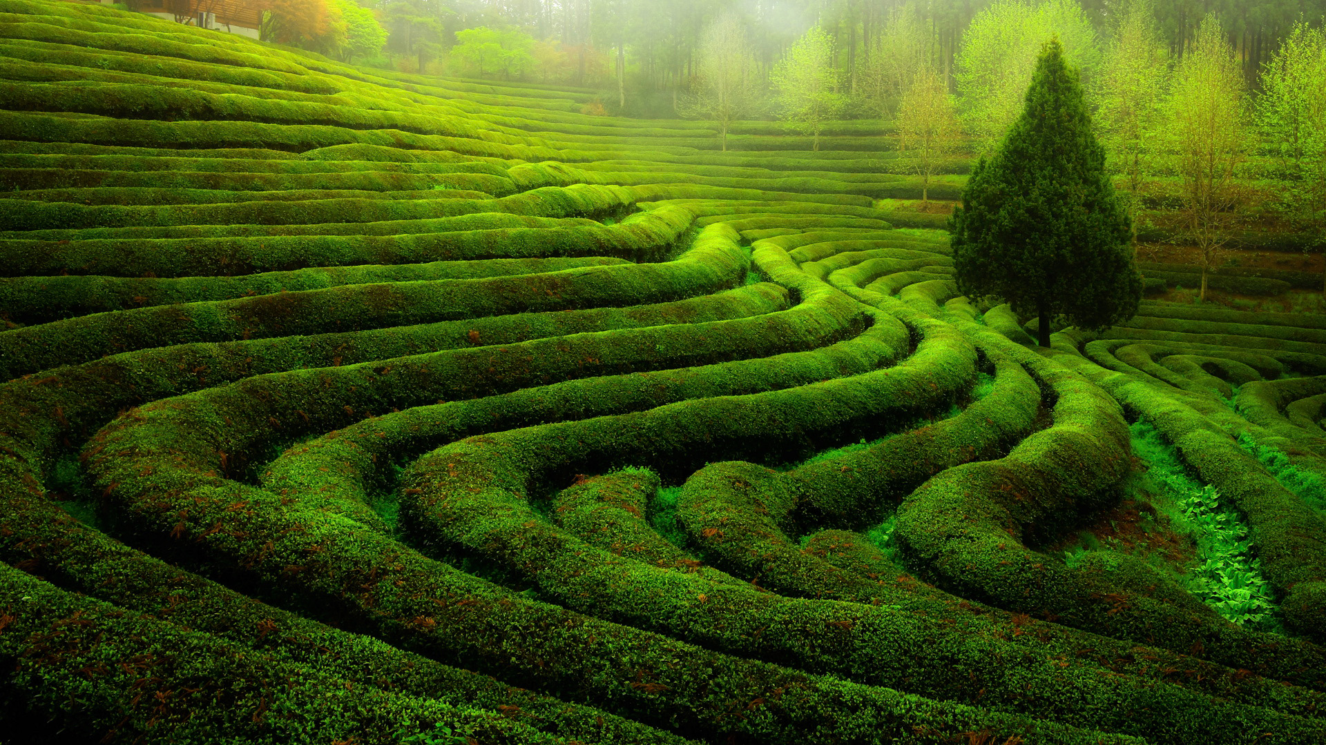 绿茶场韩国风情，绝美风景桌面壁纸，免费下载装点你的电脑桌面