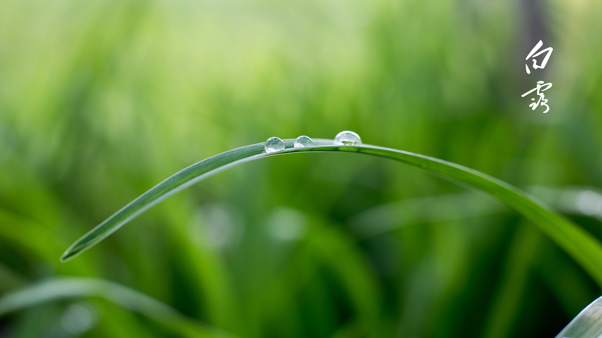 白露节气高清壁纸，免费下载，打造独特节日桌面背景