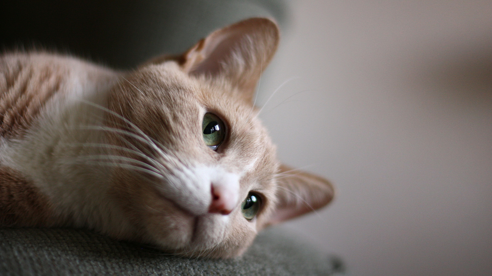 猫眼特写高清桌面壁纸，免费动物电脑壁纸下载