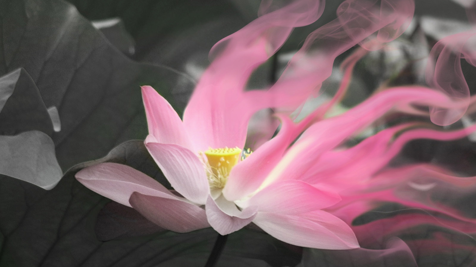 荷塘夜色，精选花卉电脑桌面壁纸，免费高清下载