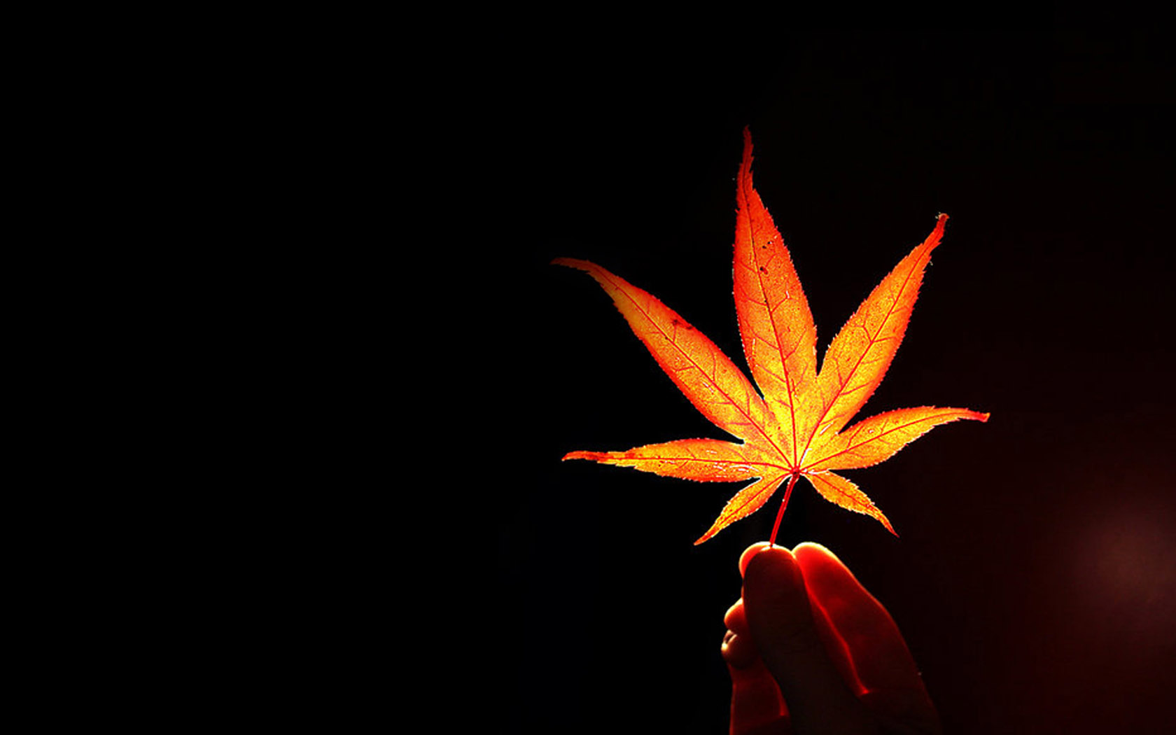 一叶知秋壁纸，精选免费电脑壁纸，高清下载尽在此！