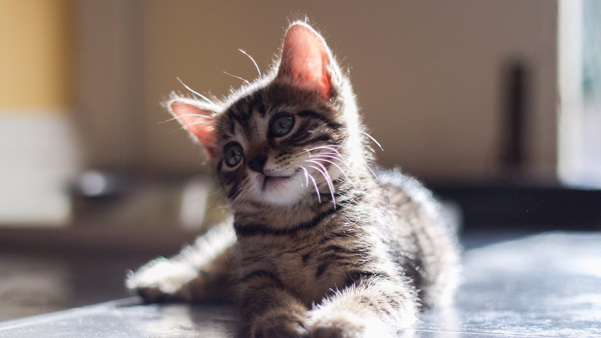 小猫的眼睛的,胡须,凝望,灰色小猫桌面壁纸