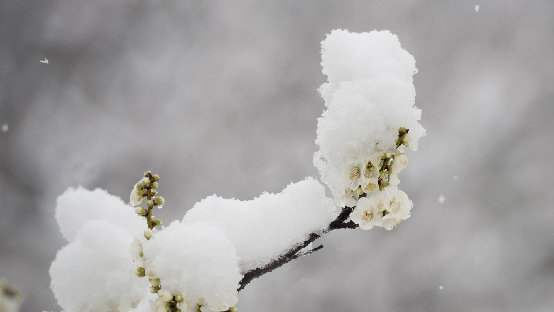 雪中梅花桌面壁纸
