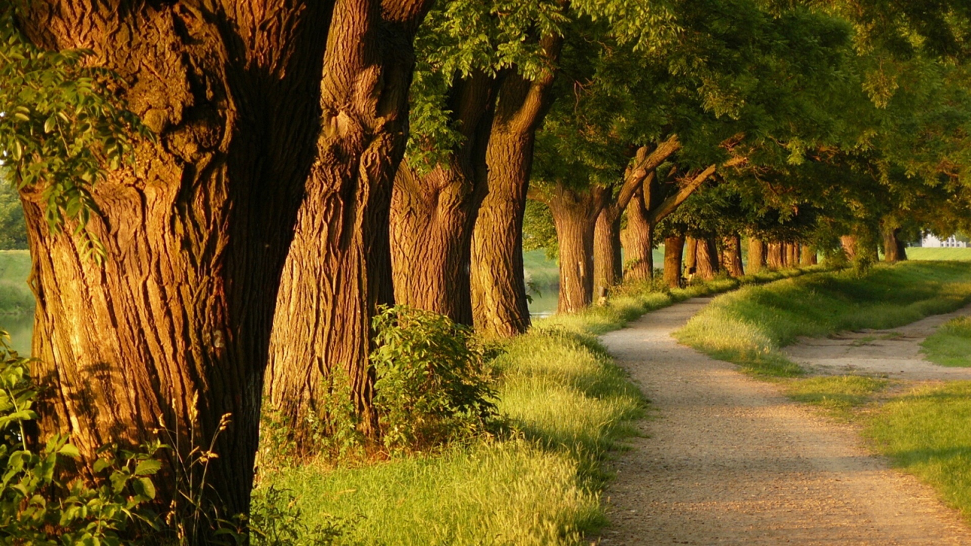 美丽小巷公园风光，小路、绿草、树林，绝美风景壁纸免费下载