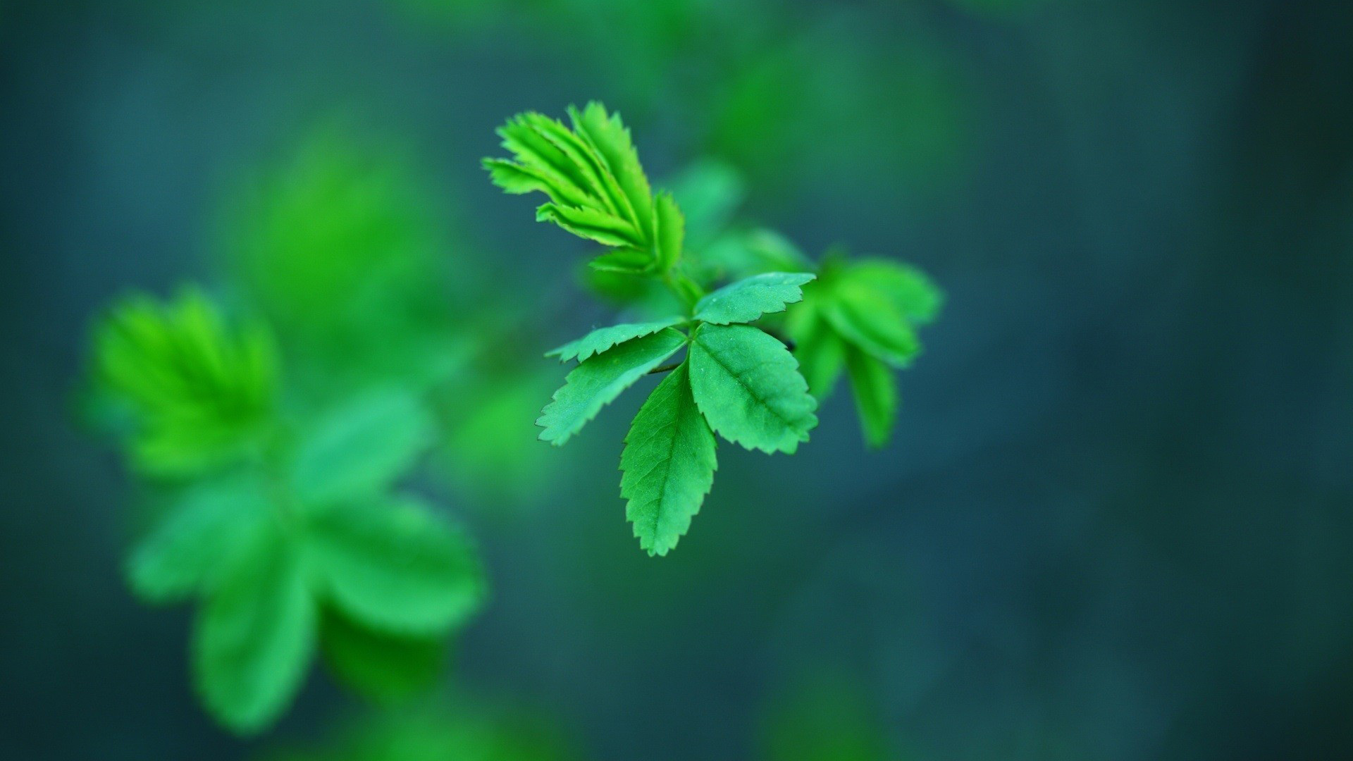 绿色植物叶子桌面壁纸