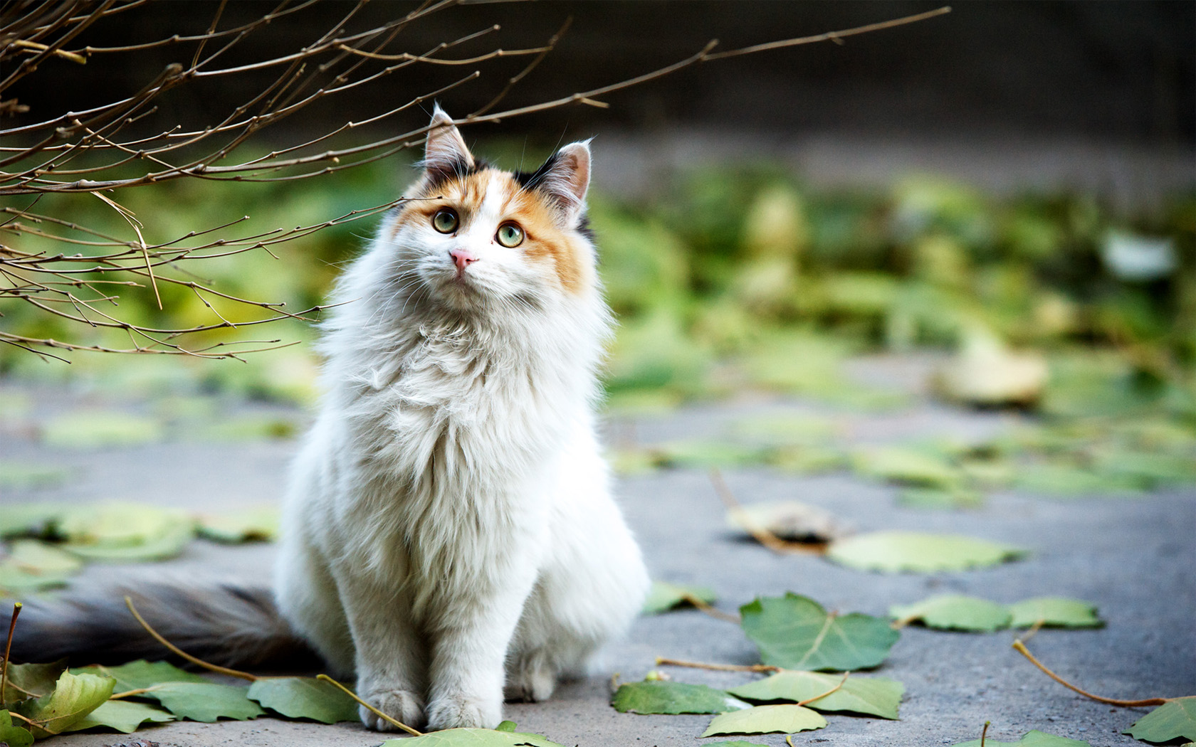 可爱美猫高清摄影壁纸，免费动物电脑壁纸下载