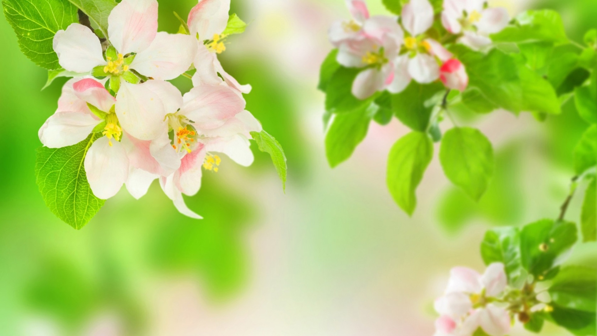 苹果花桌面壁纸，精选花卉电脑壁纸，免费下载！