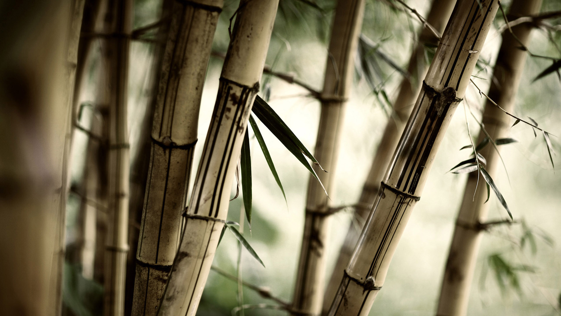 免费下载，精选竹子桌面背景，自然风景壁纸，美化你的电脑屏幕！
