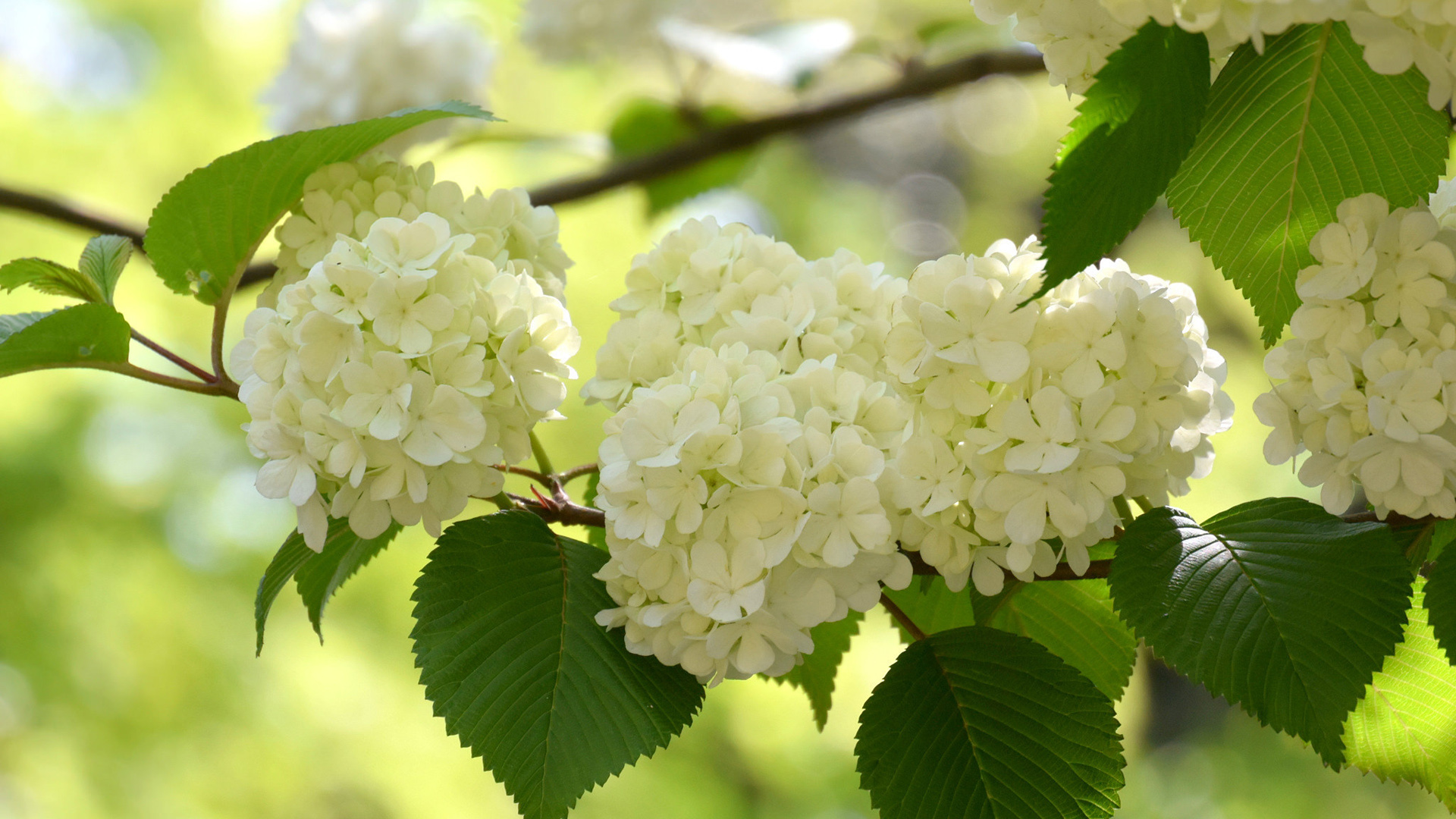 琼花叶子高清壁纸，免费花卉桌面背景下载