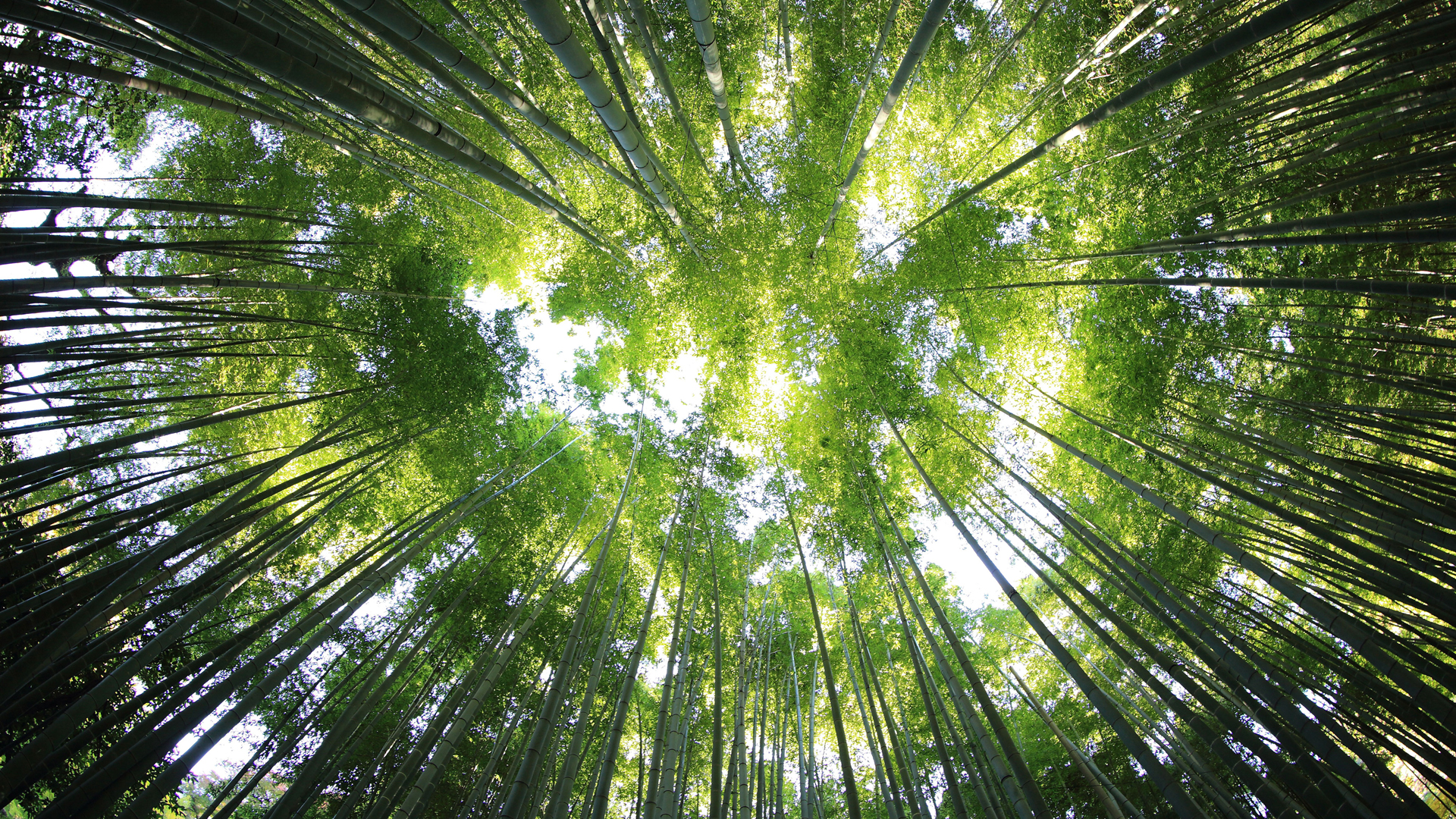 竹海风景，免费下载竹子竹林天空壁纸，绝美电脑背景等你来拿！