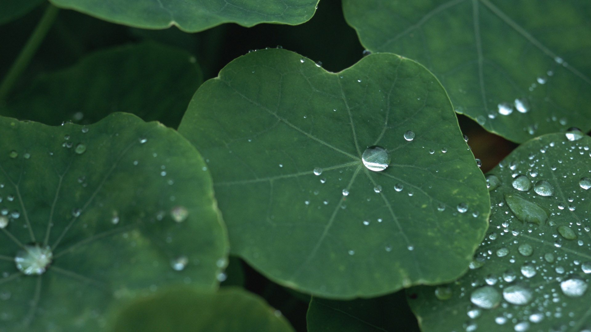 荷叶水珠桌面壁纸