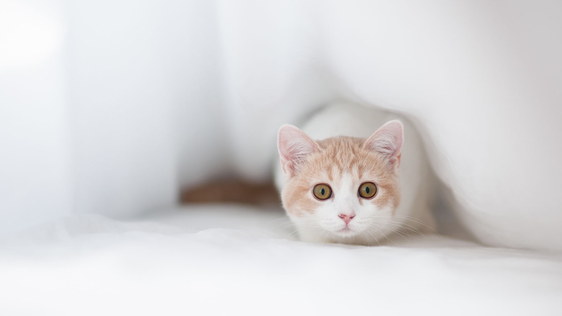 萌猫头像精选，免费动物电脑桌面壁纸下载