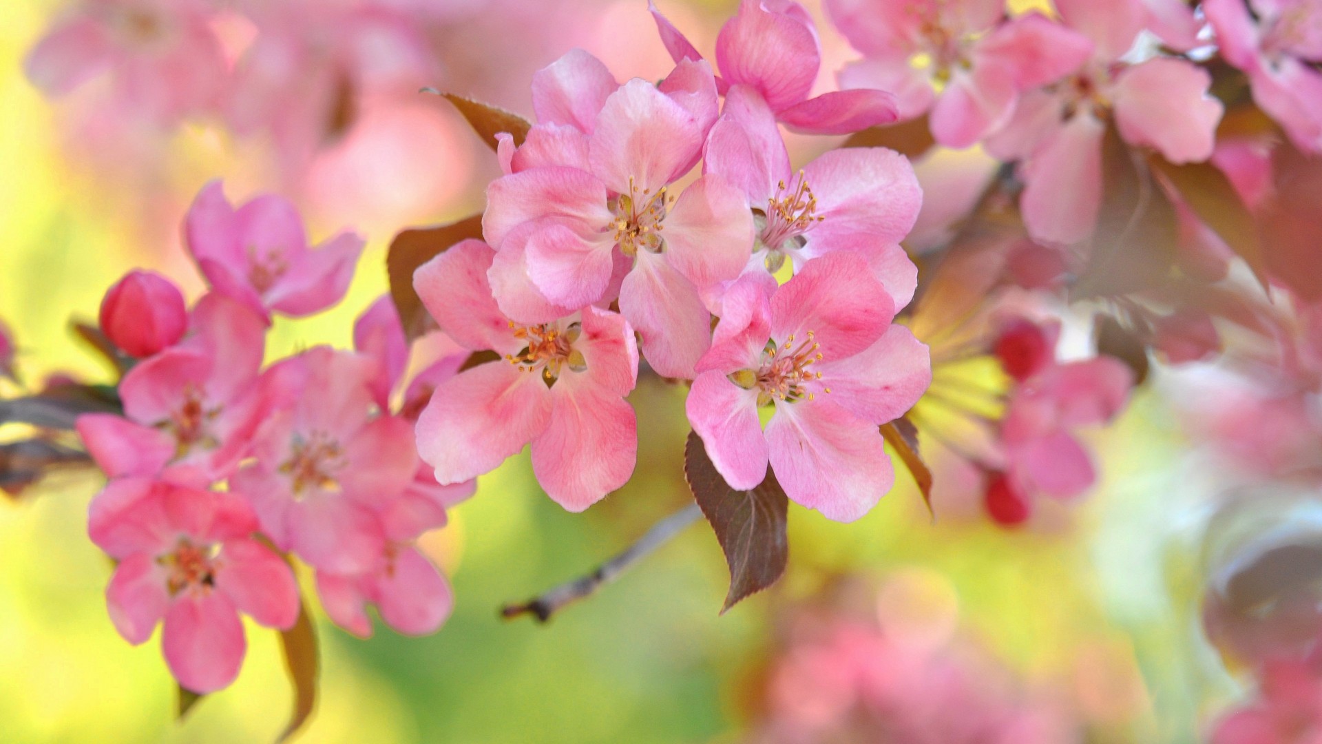粉色樱桃花桌面壁纸，高清花卉美图，免费下载享不
