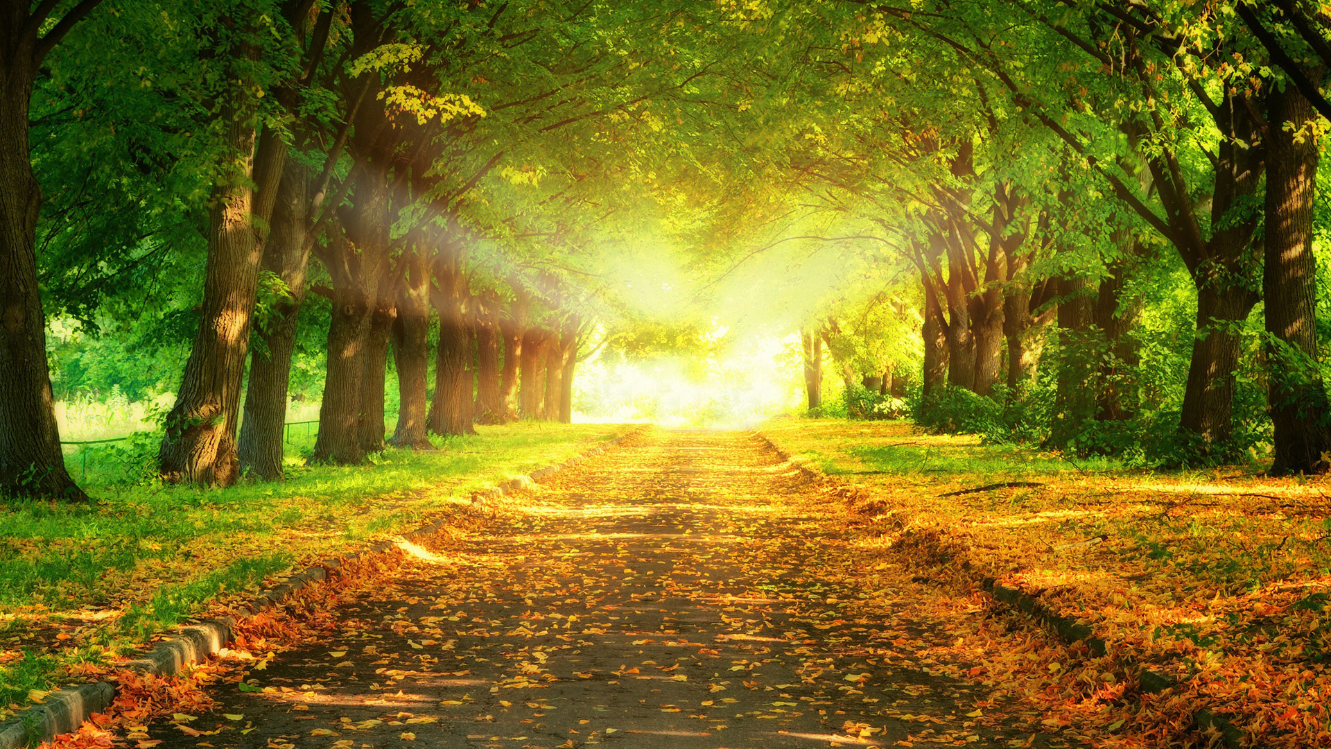 自然公园路美景，阳光洒落林间，落叶纷飞，免费高清壁纸下载