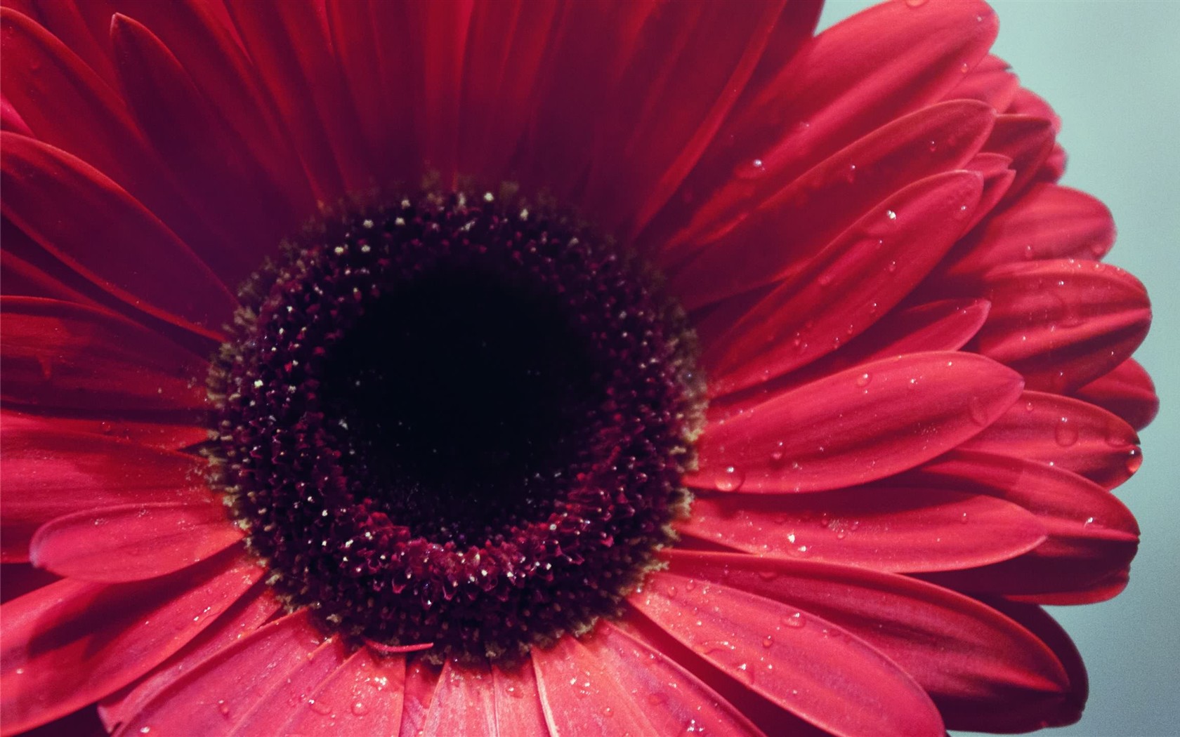 免费下载高清花卉写真桌面壁纸，精美鲜花图片丰富选择